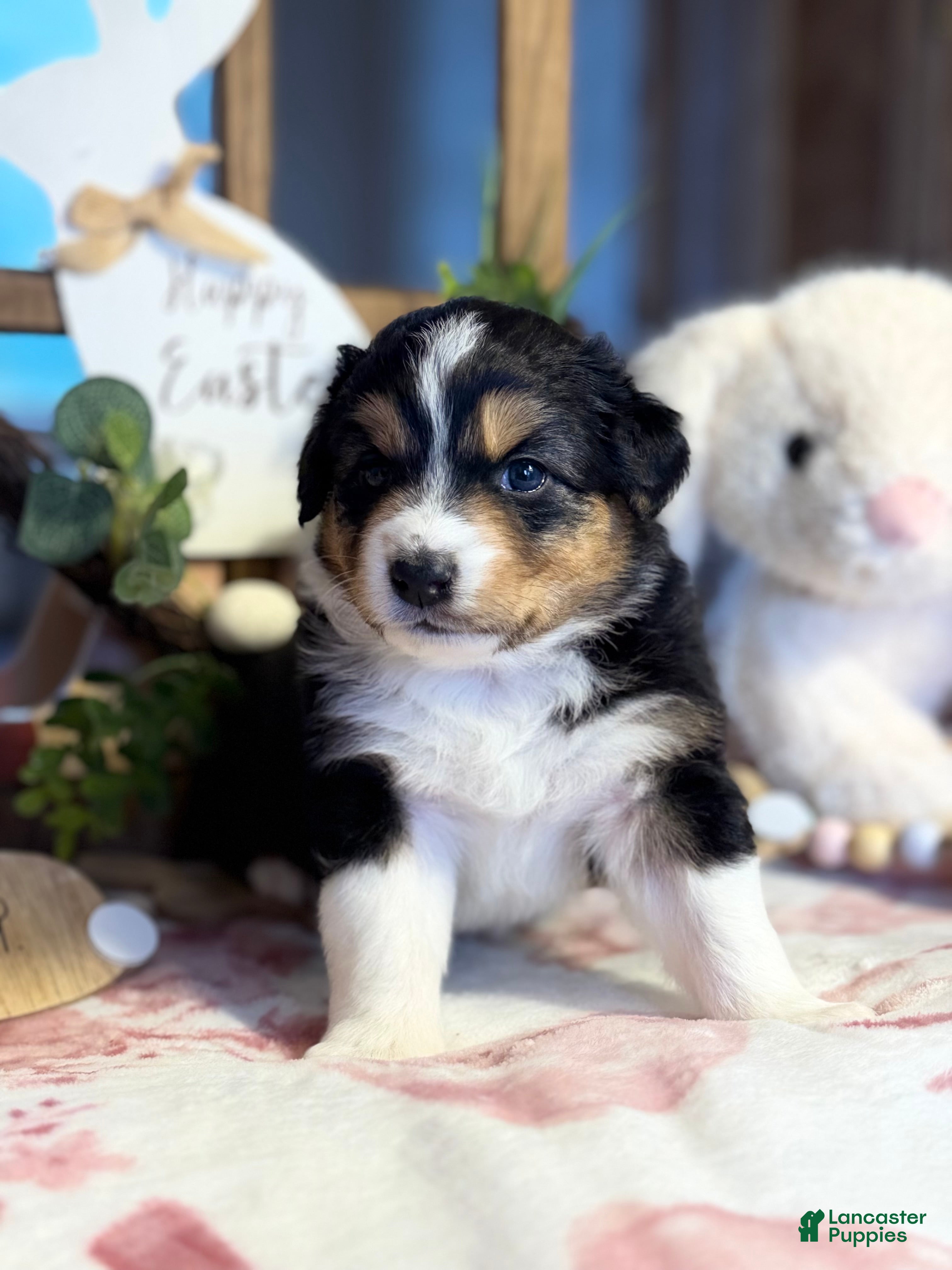 Australian Shepherd dogs Australian Shepherd Puppy 8 - Ad 24