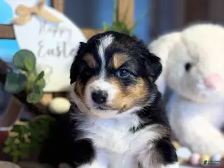 Australian Shepherd dogs Australian Shepherd Puppy 8 - Ad 24