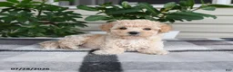 Maltipoo dogs for sale: Lily - Ad 2