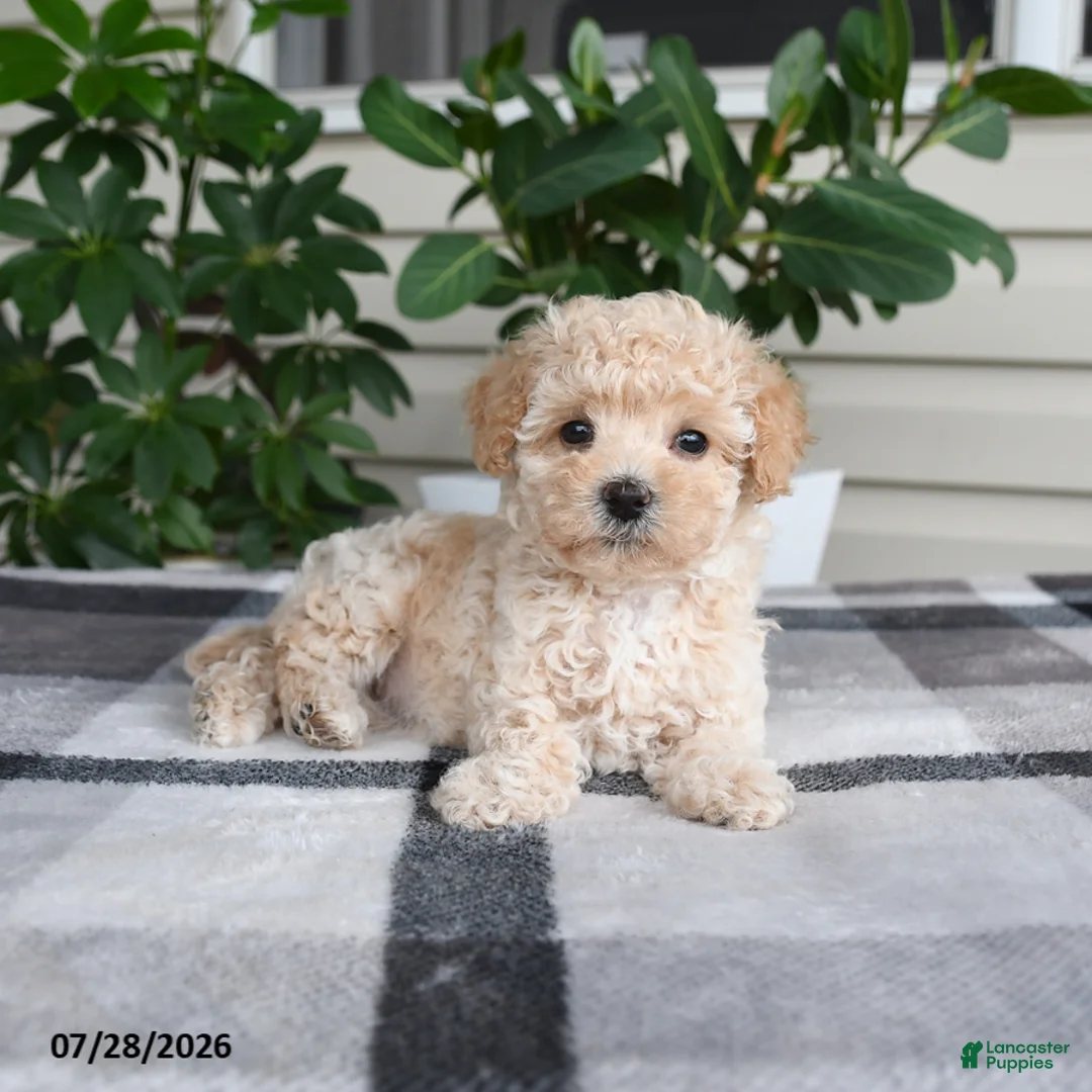 Maltipoo dogs for sale: Lily - Ad 2