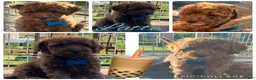 Miniature Poodle dogs for sale: Latte - Ad 3