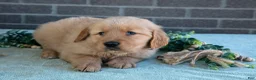Golden Retriever dogs for sale: Truffle - Ad 3