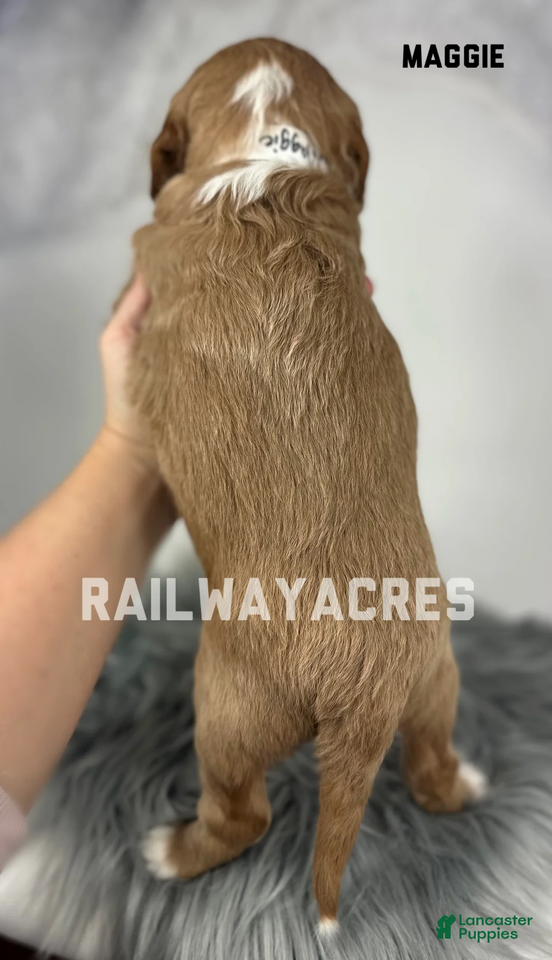 Goldendoodle dogs for sale: Maggie- F1b Mini - Ad 3