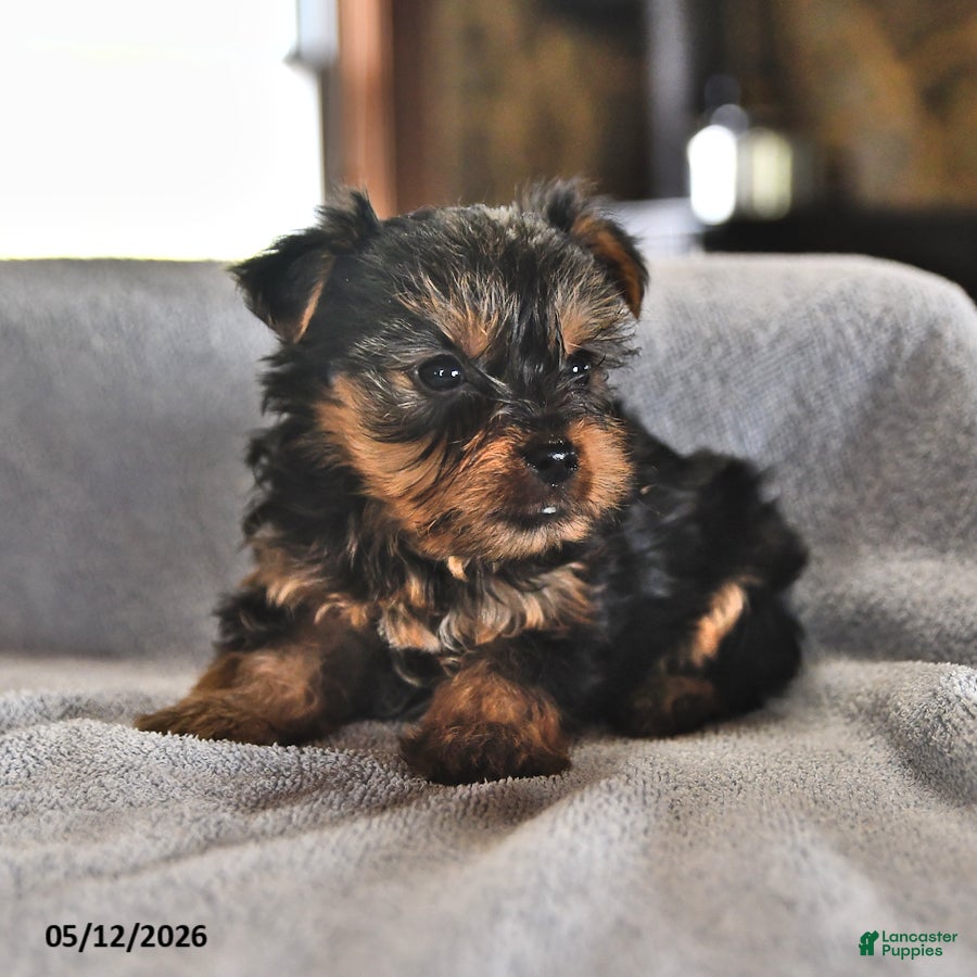 Yorkshire Terrier dogs Eenie - Ad 2