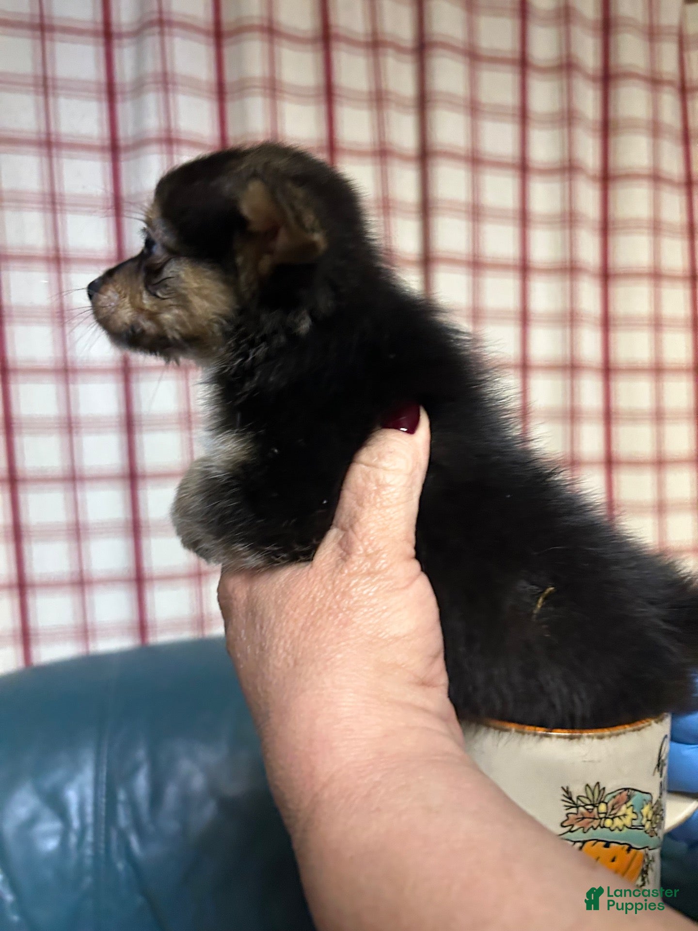 Chihuahua dogs for sale: Chihuahua 1 - Ad 2
