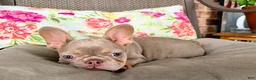 French Bulldog dogs for sale: BUCK  - Ad 7