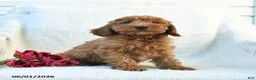 Cockapoo dogs for sale: Jason - Ad 4