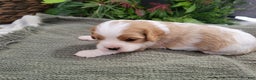 Cavalier King Charles Spaniel dogs for sale: Molly - Ad 2