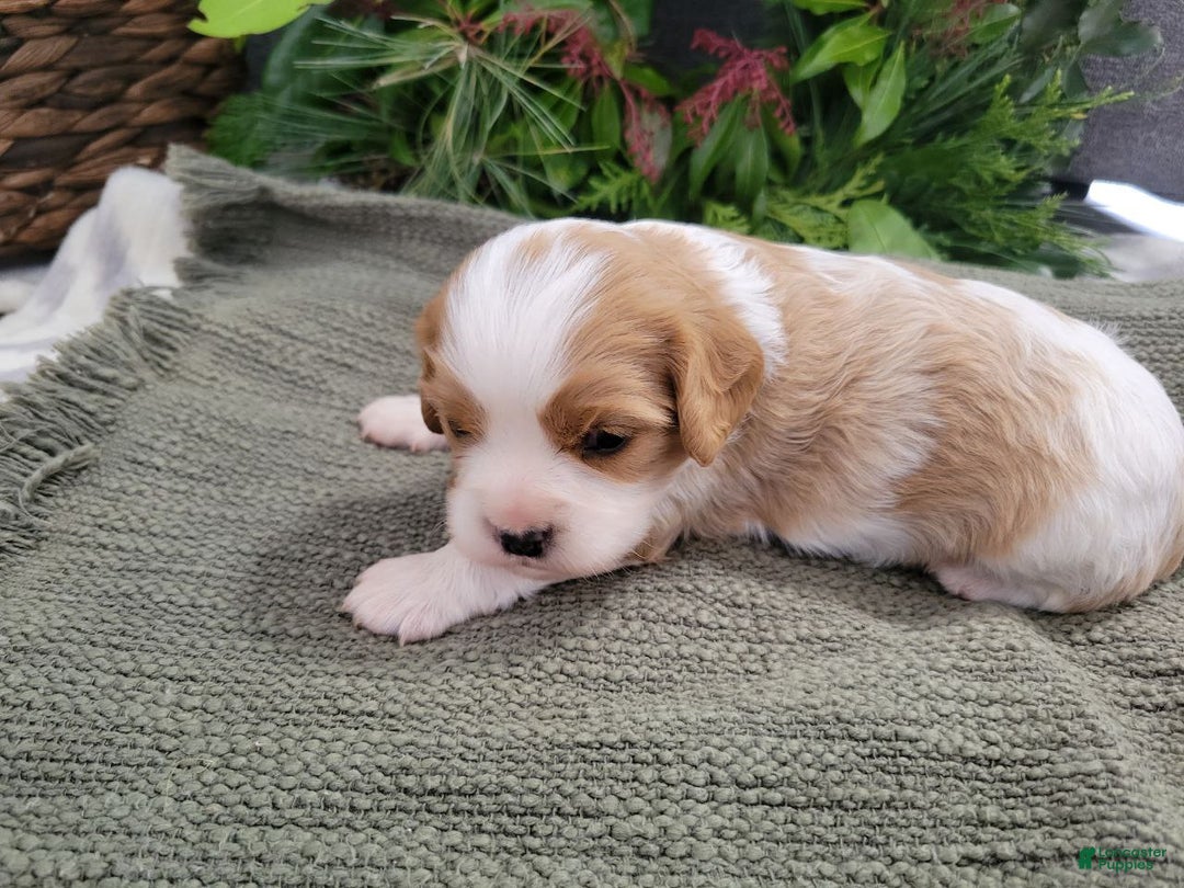 Cavalier King Charles Spaniel dogs for sale: Molly - Ad 2