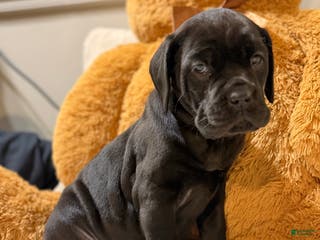 Cane Corso dogs Mayhem - Ad 41