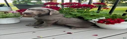 Labrador Retriever dogs for sale: Ridge - Ad 3