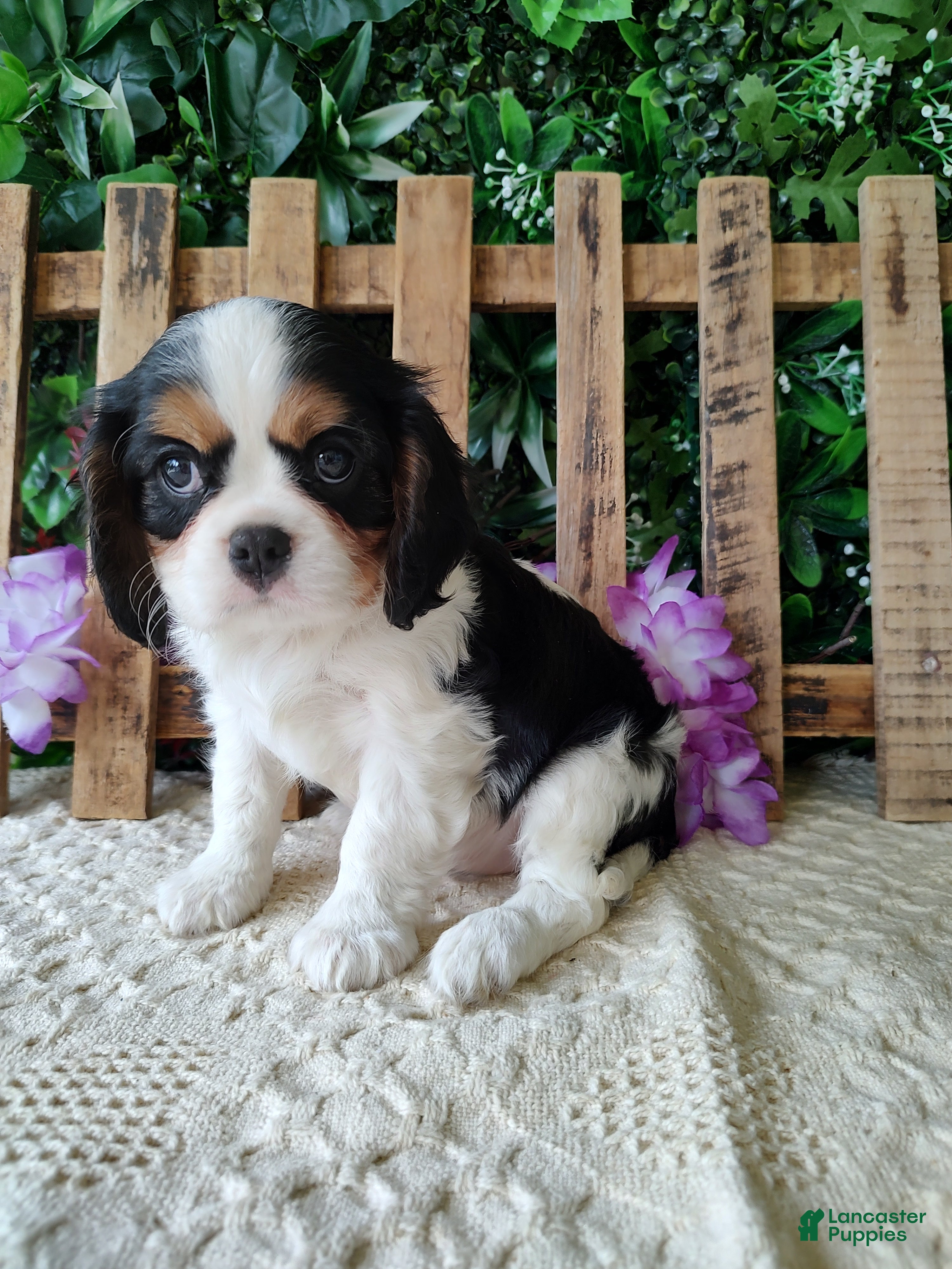 Cavalier King Charles Spaniel dogs Zoey - Ad 1