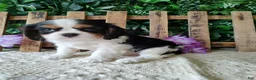 Cavalier King Charles Spaniel dogs for sale: Zoey - Ad 1