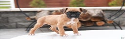 Boxer dogs for sale: Ruby - Ad 7