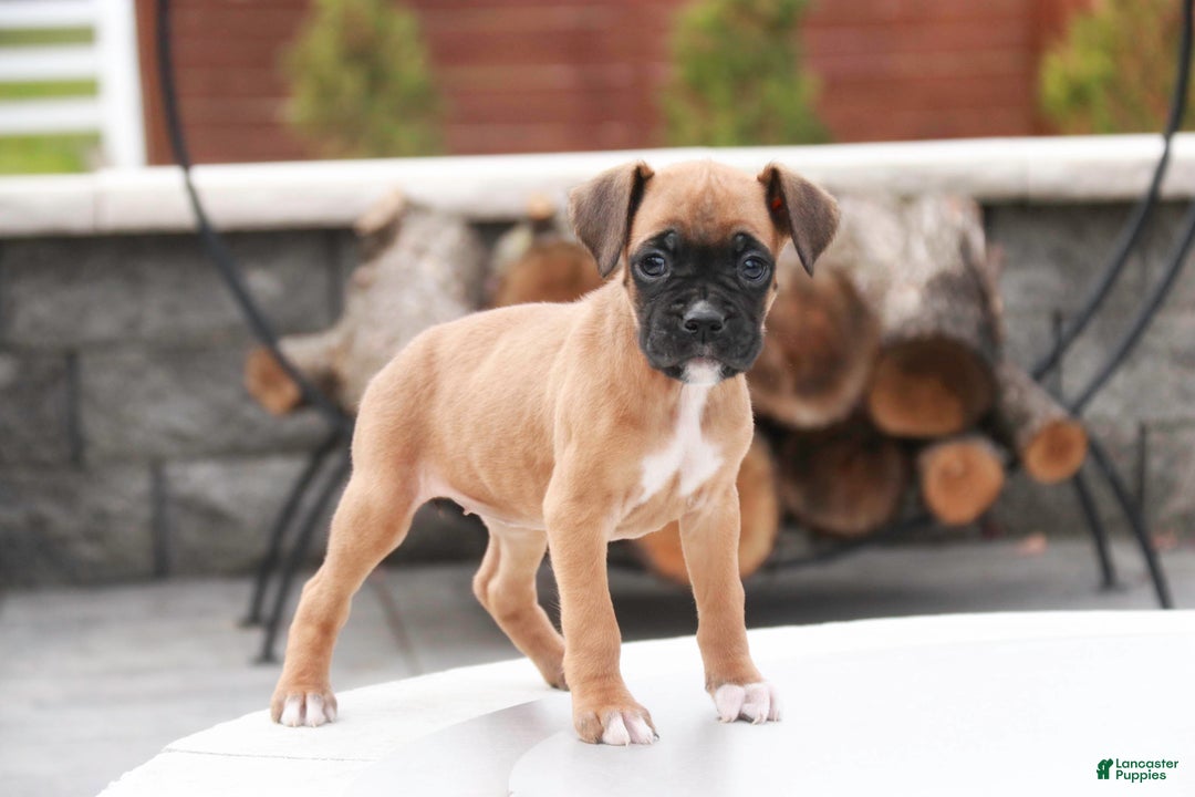 Boxer dogs for sale: Ruby - Ad 7