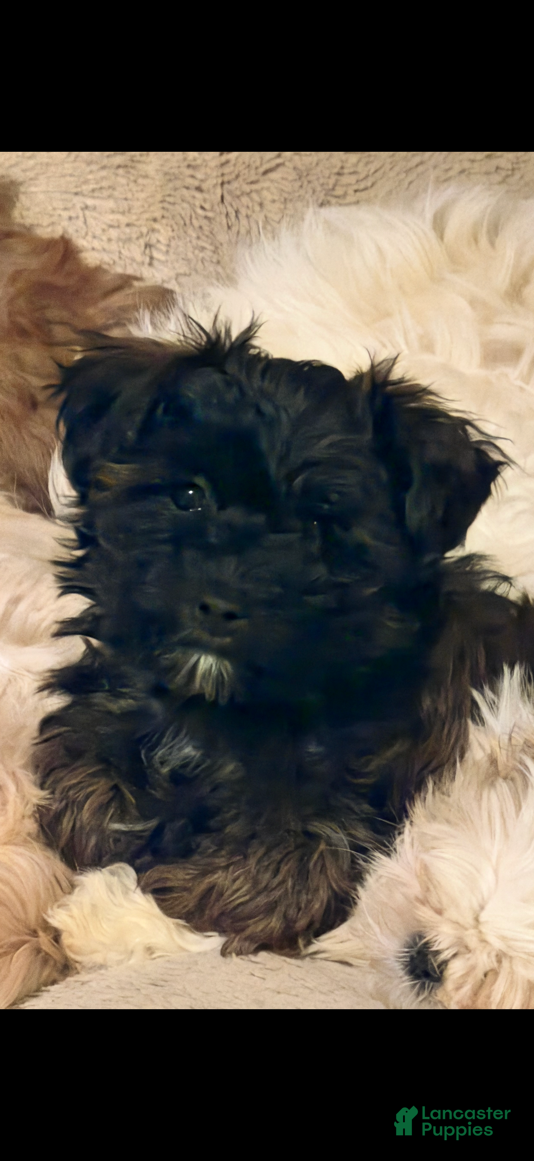 Maltipoo dogs for sale: Maltipoo Puppy 2 - Ad 1