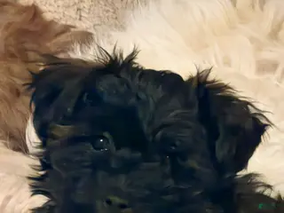 Maltipoo dogs Maltipoo Puppy 2 - Ad 34