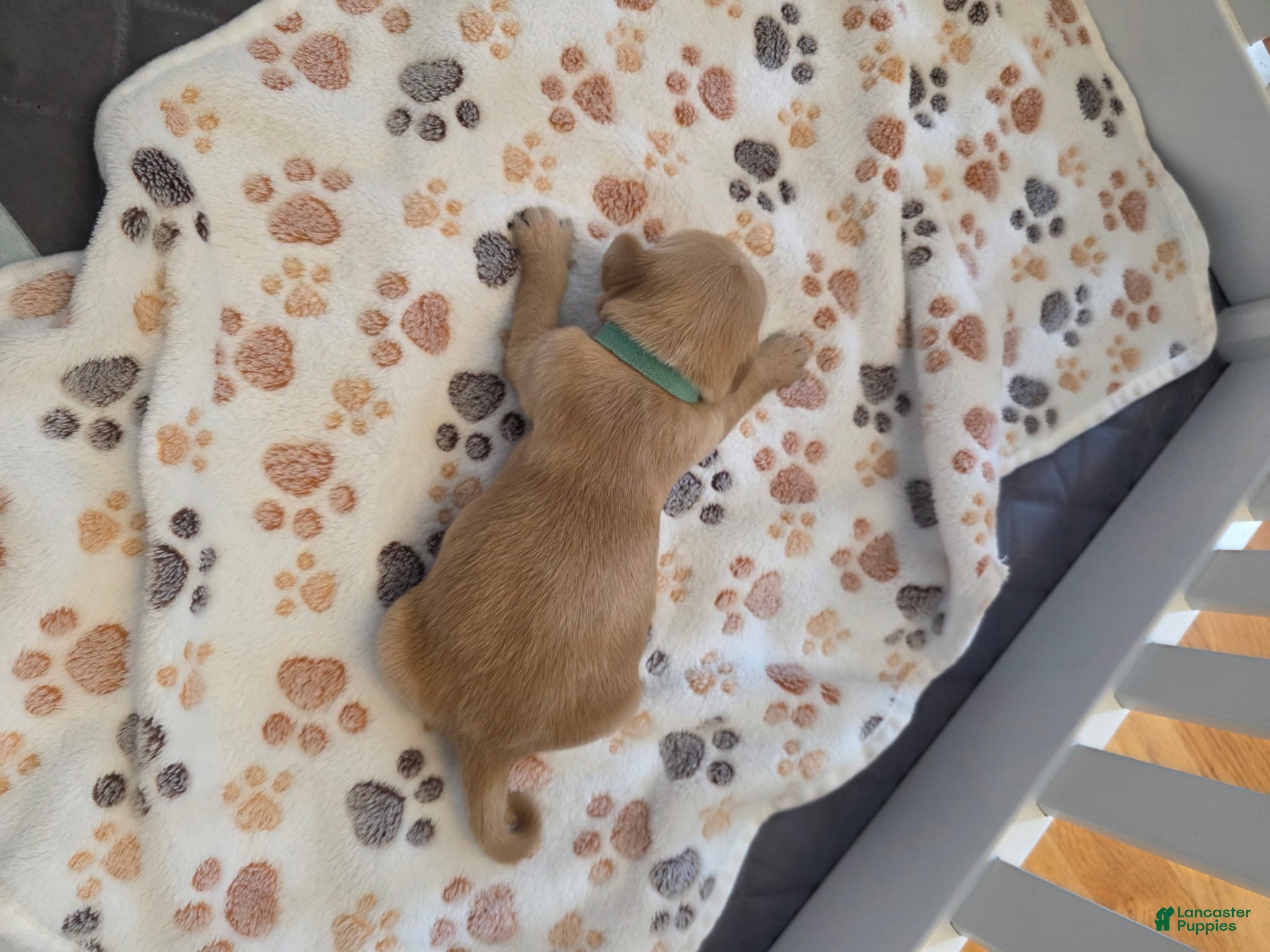 Golden Retriever dogs Teal - Ad 14