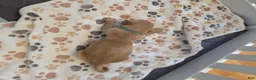 Golden Retriever dogs for sale: Teal - Ad 1