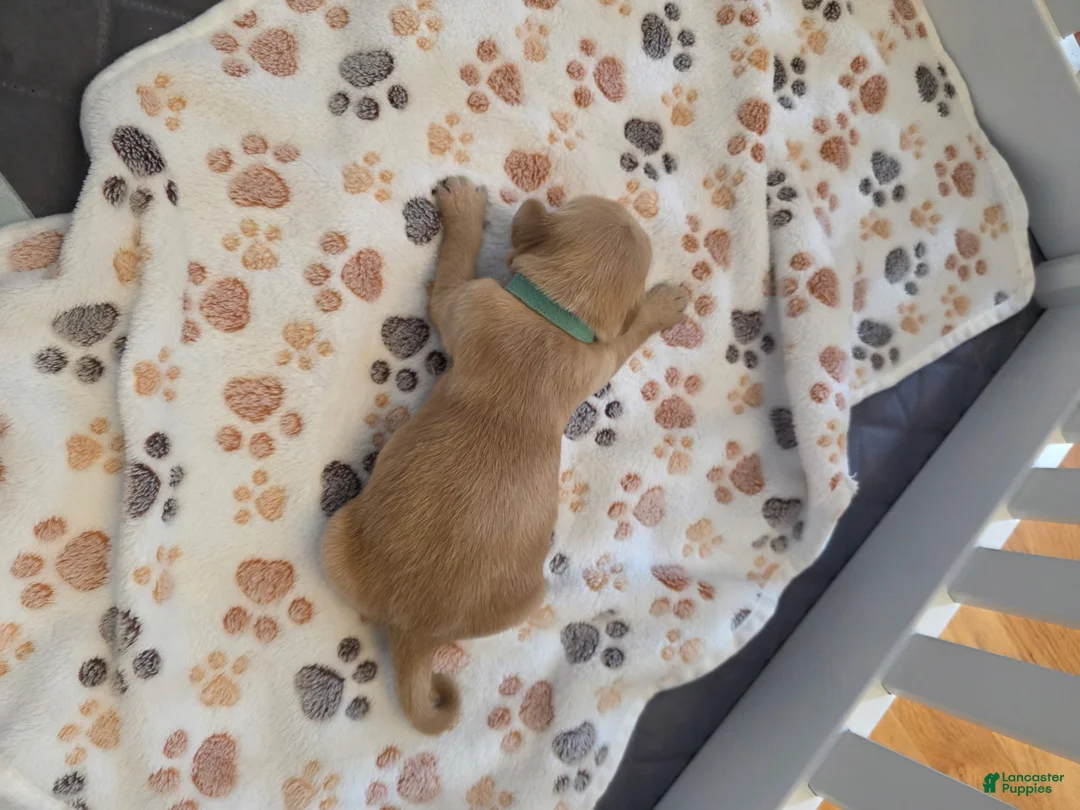 Golden Retriever dogs for sale: Teal - Ad 1