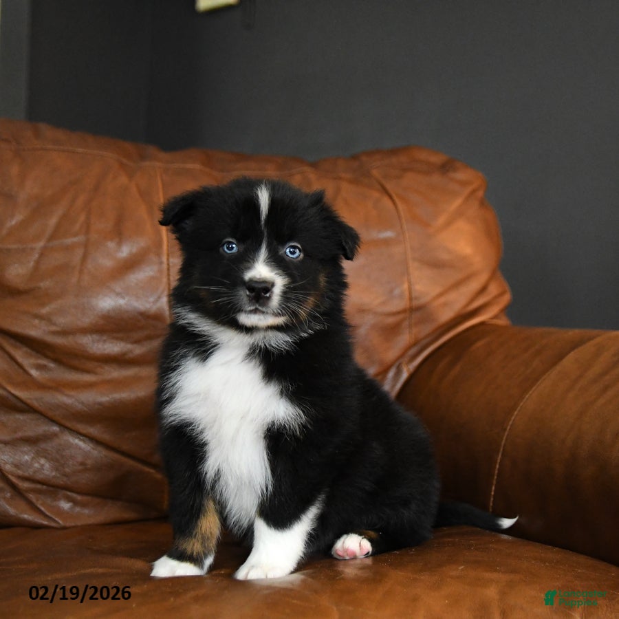 Australian Shepherd dogs Durango - Ad 1