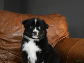 Australian Shepherd dogs for sale: Durango - Ad 1