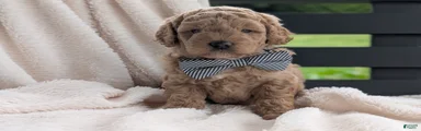 Buster