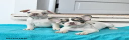 French Bulldog dogs for sale: Oakley - Ad 5