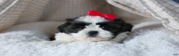 Shih Tzu dogs for sale: HONEY - Ad 10