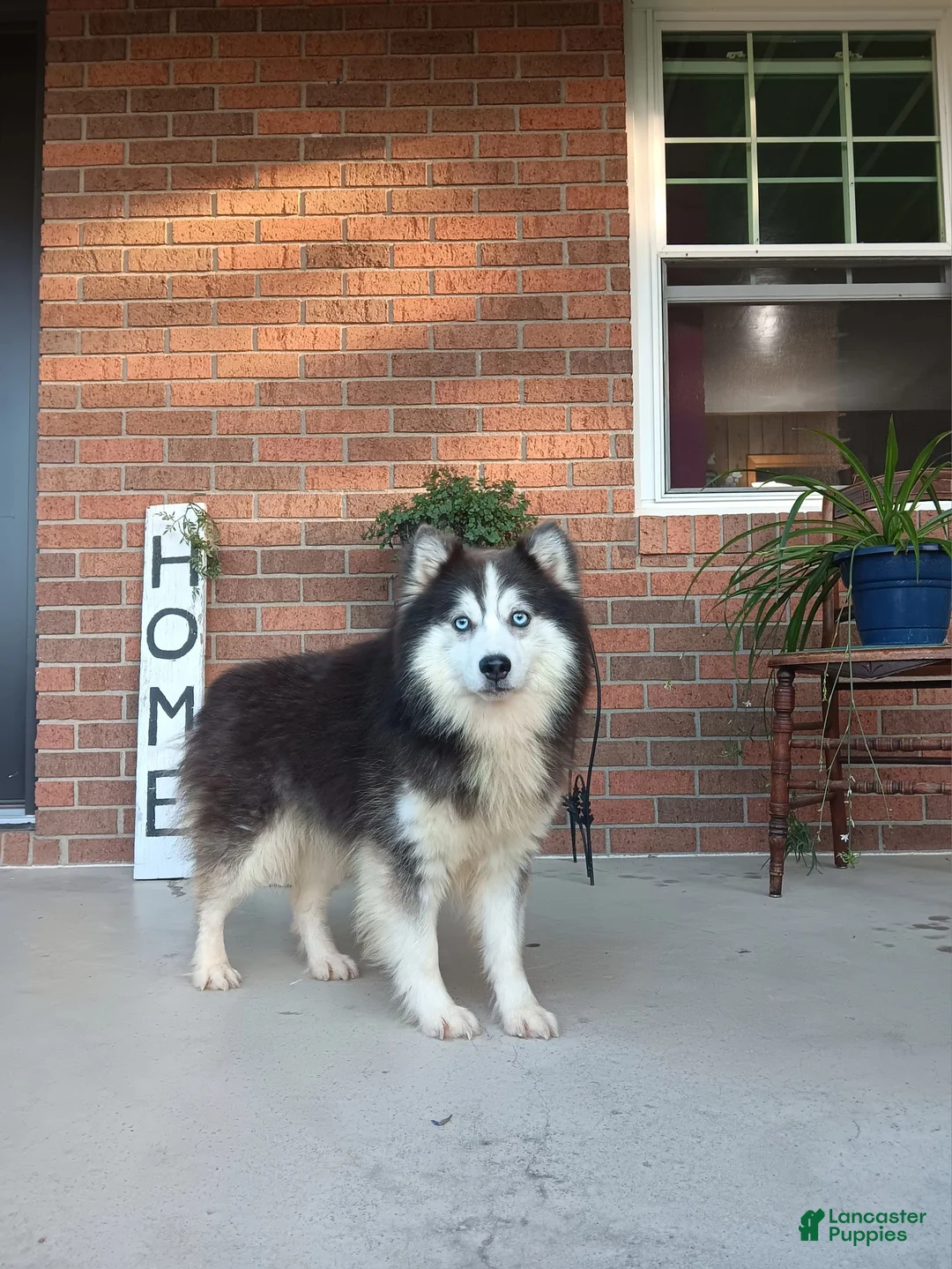 Pomsky dogs for sale: Tori - Ad 12