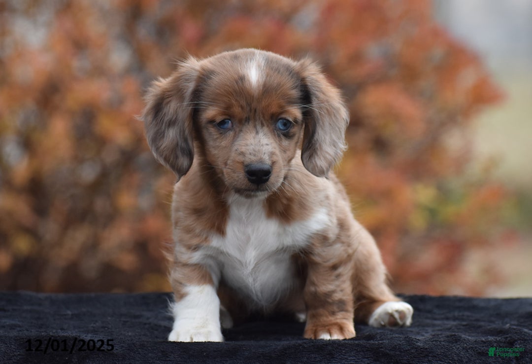 Dachshund dogs for sale: Shawn - Ad 2