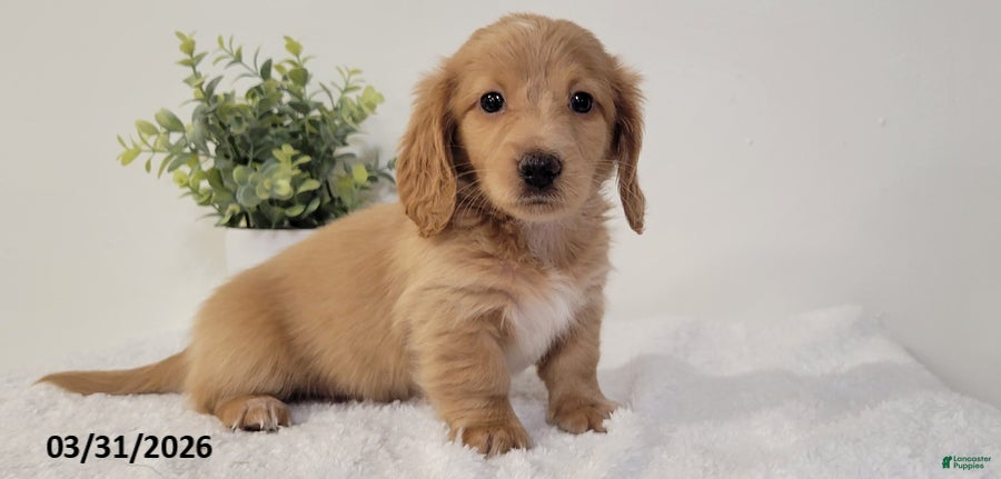 Miniature Dachshund dogs Beth - Ad 2