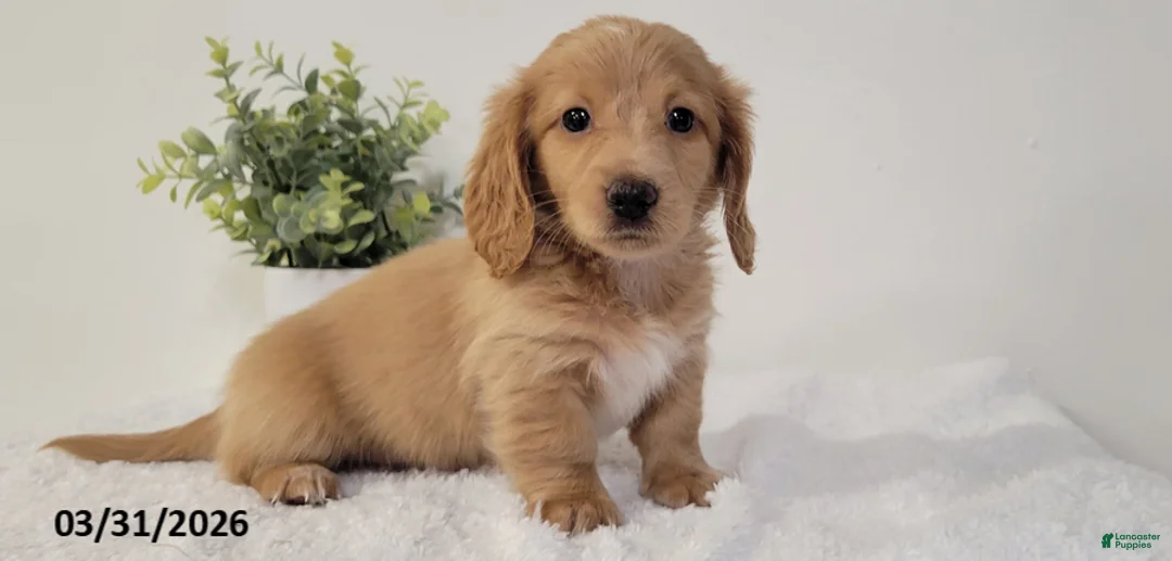 Miniature Dachshund dogs for sale: Beth - Ad 2