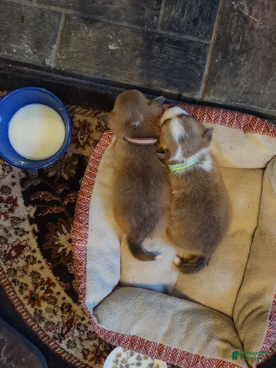 Welsh Corgi Pembroke dogs for sale: Brown Collar  - Ad 10