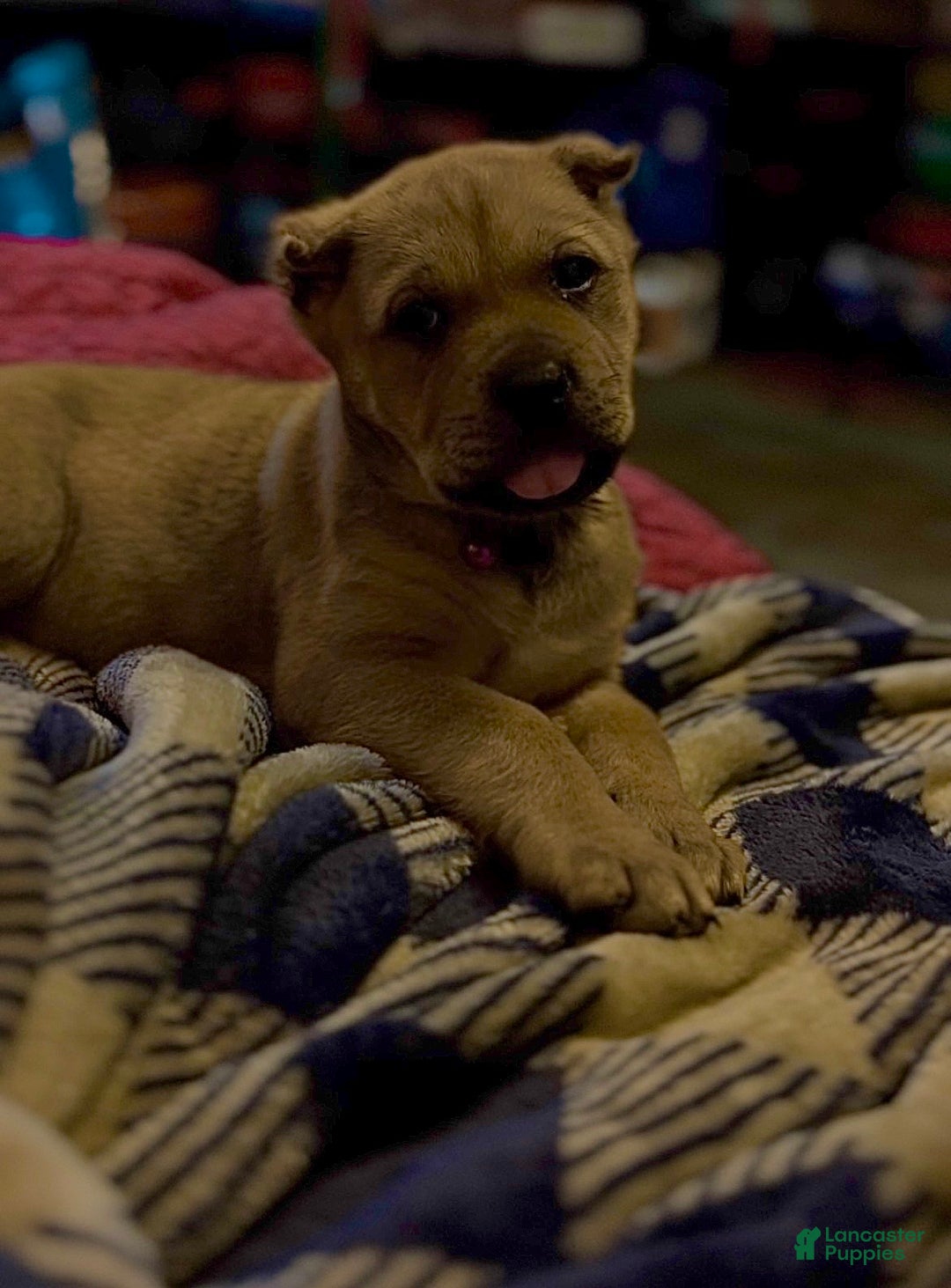 Cane Corso dogs for sale: delta - Ad 5