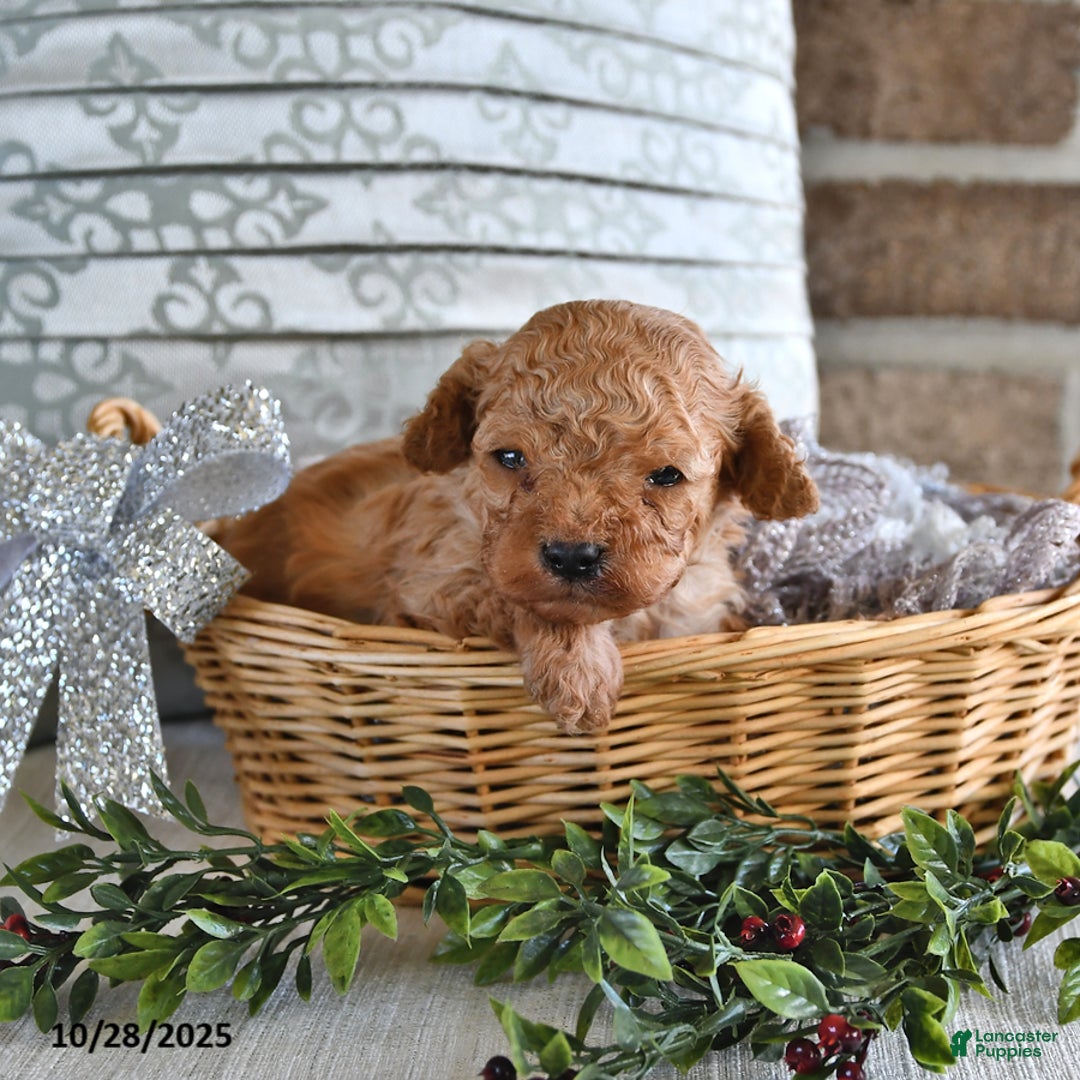 Cavachon dogs for sale: Espresso - Ad 9