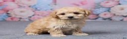 Bichpoo dogs for sale: Tulip - Ad 3
