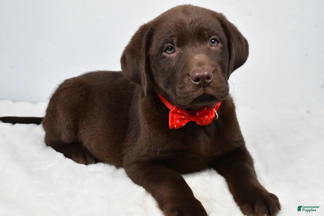 Labrador Retriever dogs for sale: Mocha - Ad 1