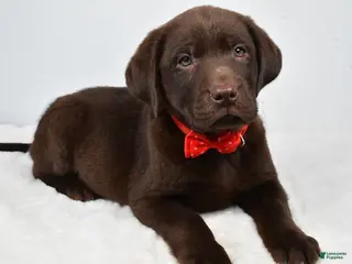 Labrador Retriever dogs Mocha - Ad 15