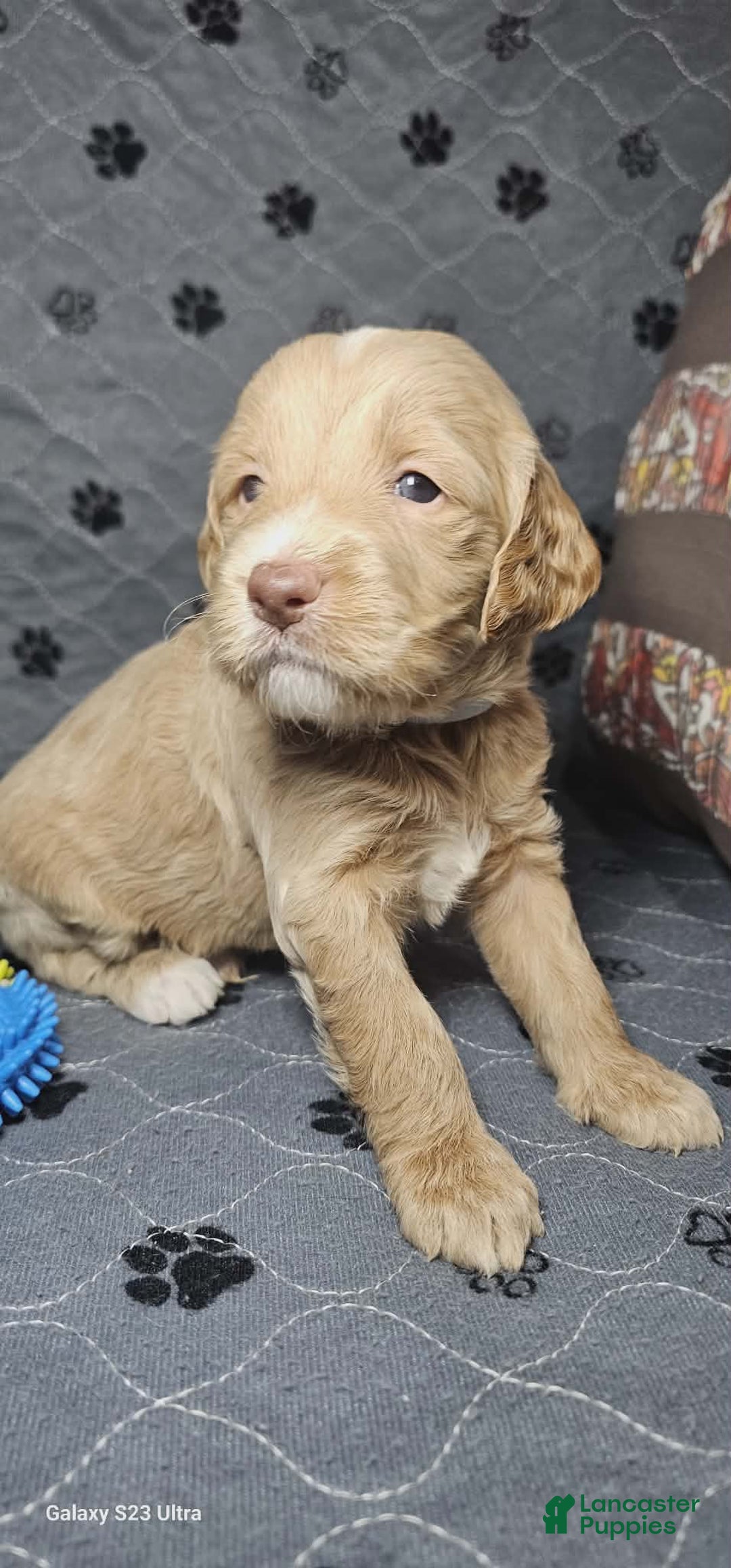 Goldendoodle dogs for sale: Latte - Ad 5