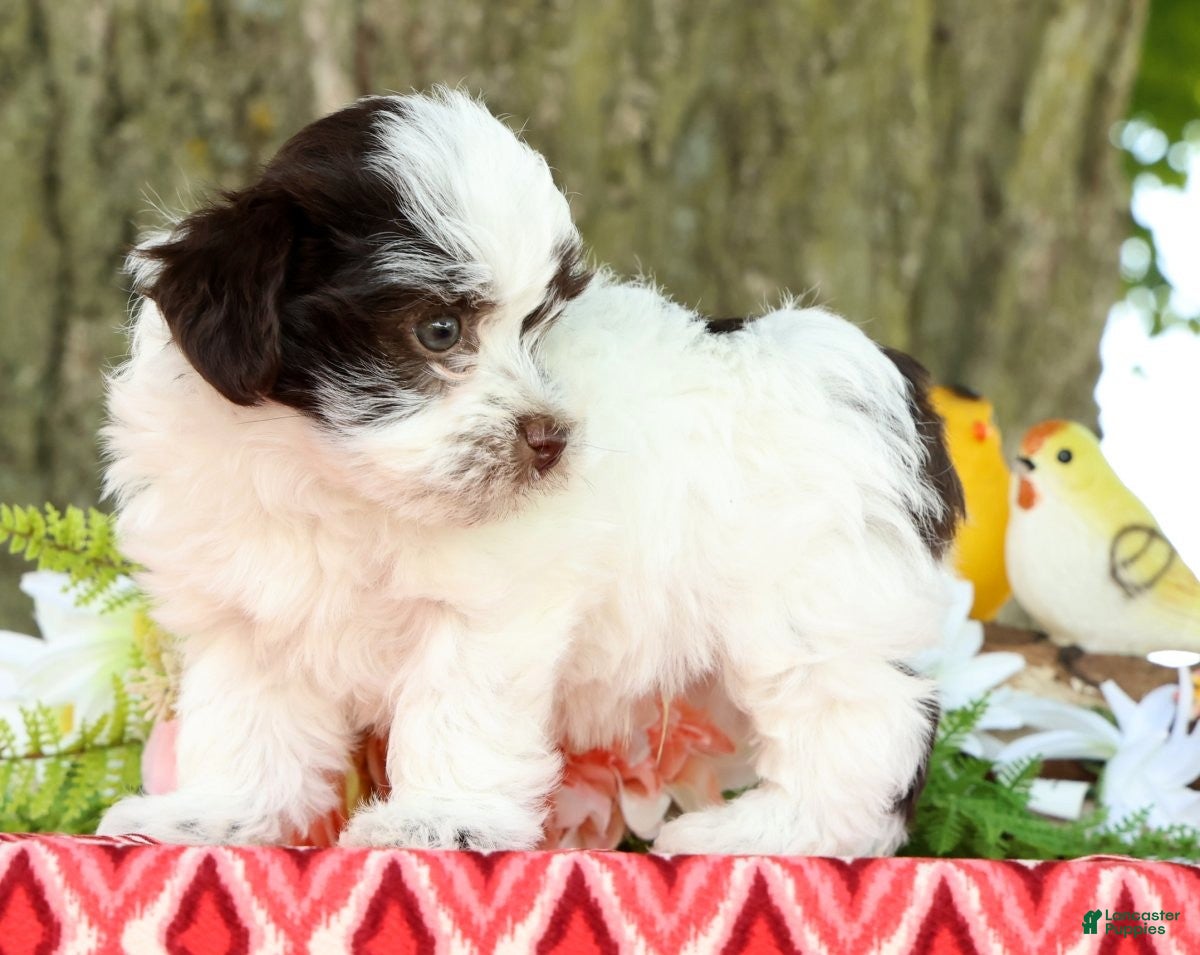 Havanese dogs for sale: Landon - Ad 2