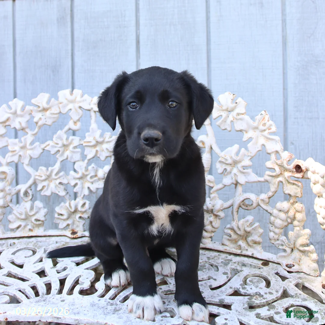 Mixed Breed dogs for sale: Myron - Ad 1