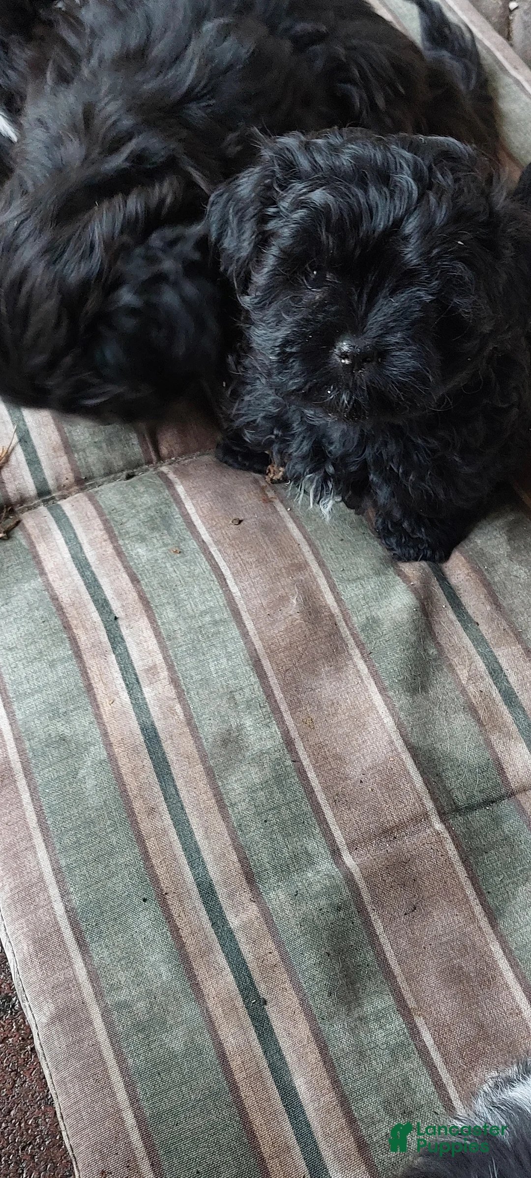 Shih Tzu dogs for sale: Shih Tzu Puppy 1 - Ad 2