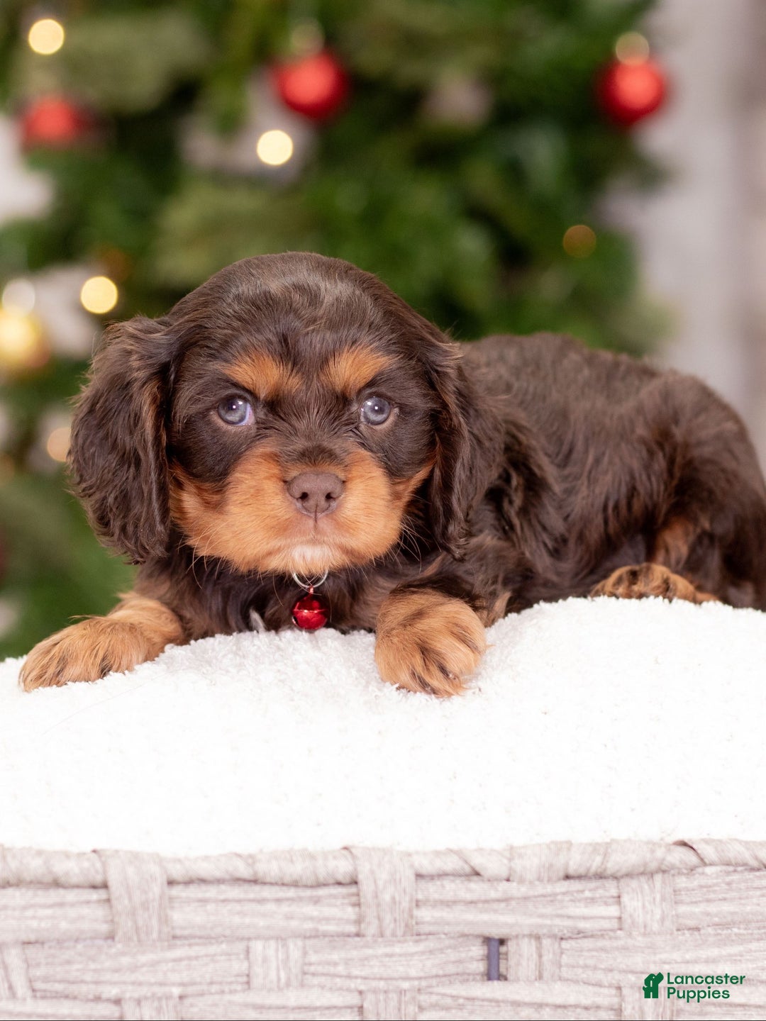 Cavalier King Charles Spaniel dogs for sale: Luna - Ad 2