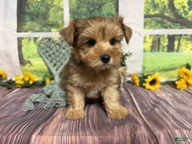 Roman (Yorkshire Terrier, Male) in Brighton, MO