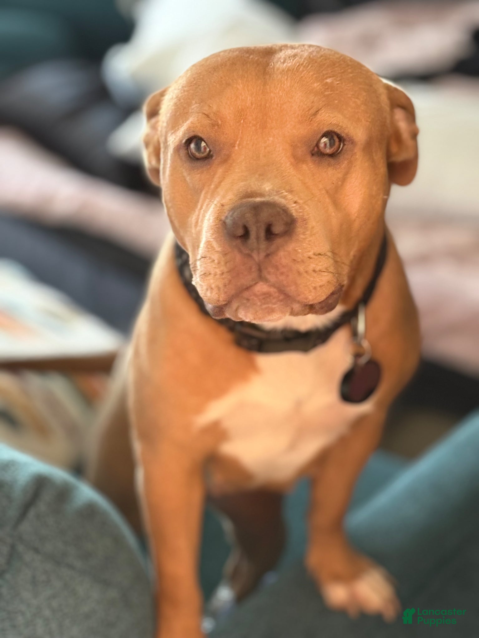 American Bully dogs for sale: American Bully Puppy 1 - Ad 8