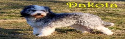 Mini Bernedoodle dogs for sale: Bandit - Ad 5