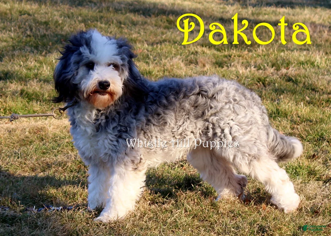 Mini Bernedoodle dogs for sale: Bandit - Ad 5