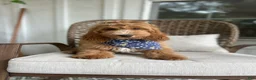 Cockapoo dogs for sale: Puppy 1 - Ad 2