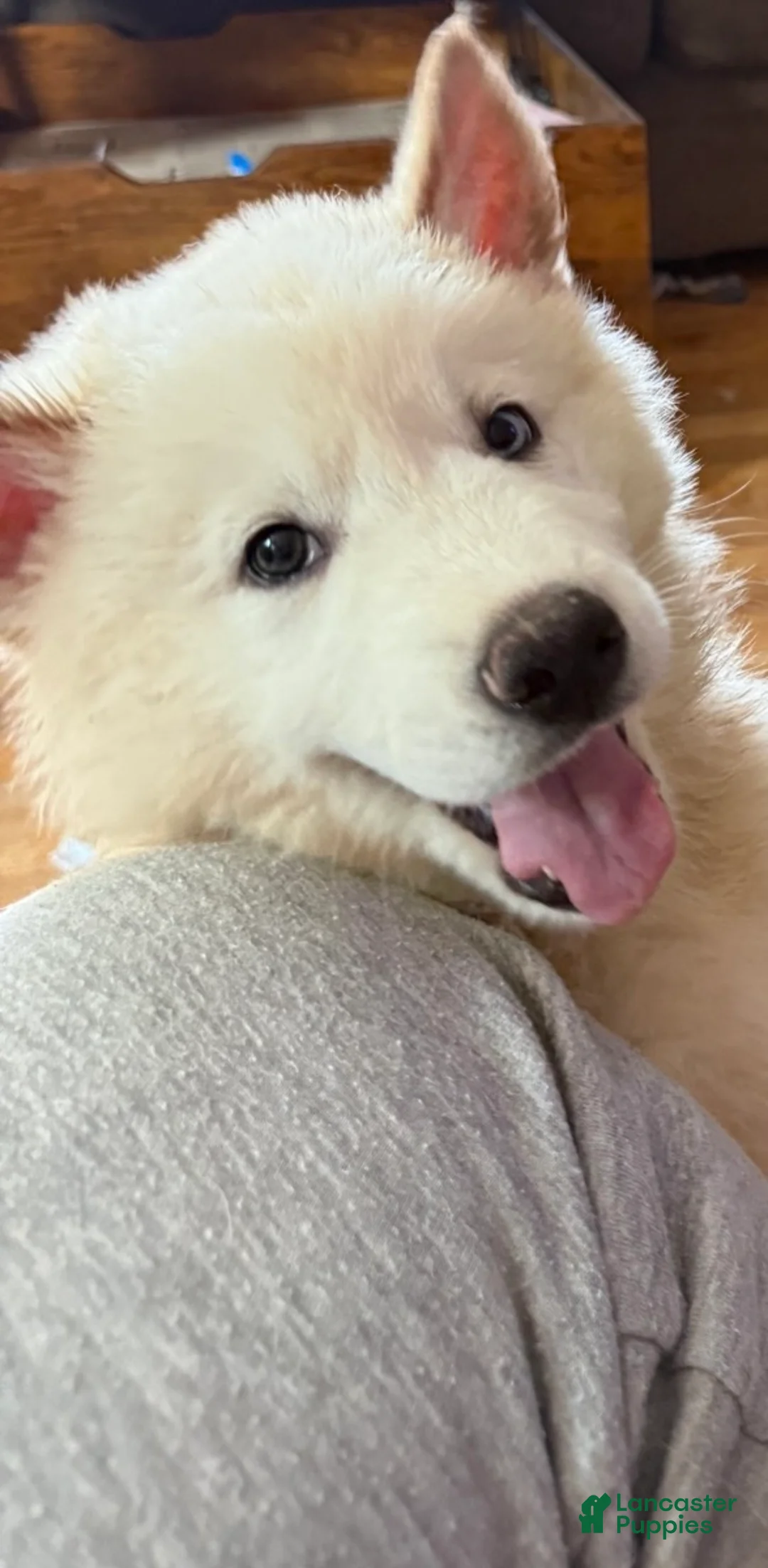 Mixed Breed dogs for sale: Lime Green - Ad 3